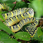 Wagler's Pit Viper