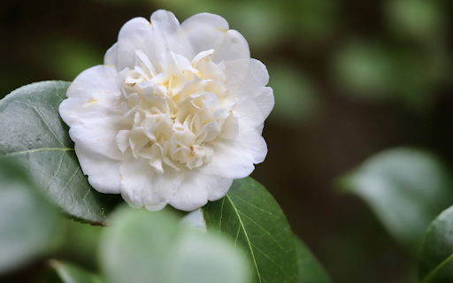 White camellia screenshot 1