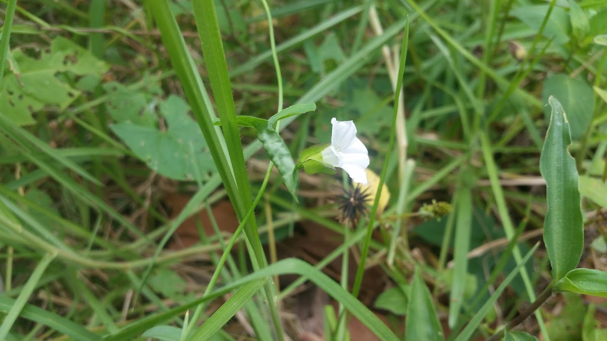 Forest Bindweed