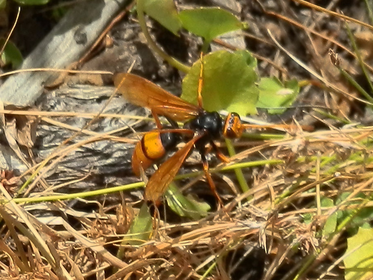 Great Orange Huntsman Wasp