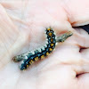 Pacific Tent Caterpillar