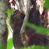 Sunda Flying Lemur