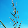 Prairie Cordgrass