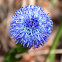 Globularia