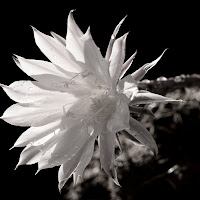 Echinopsis di 