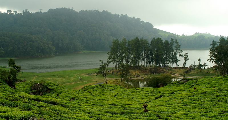 kebun-teh-Situ-Patenggang.jpg