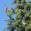 House Finches ♂♀