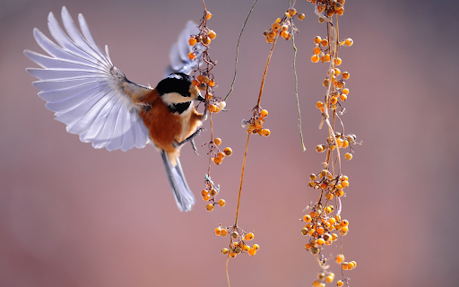 The bird fluttering berries screenshot 1