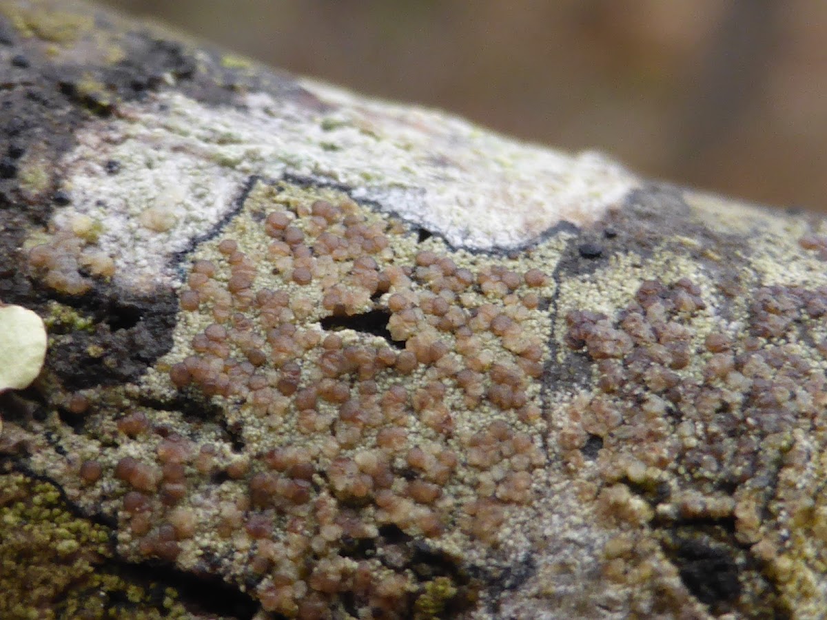 Disk Lichen