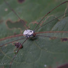 Harvestmen