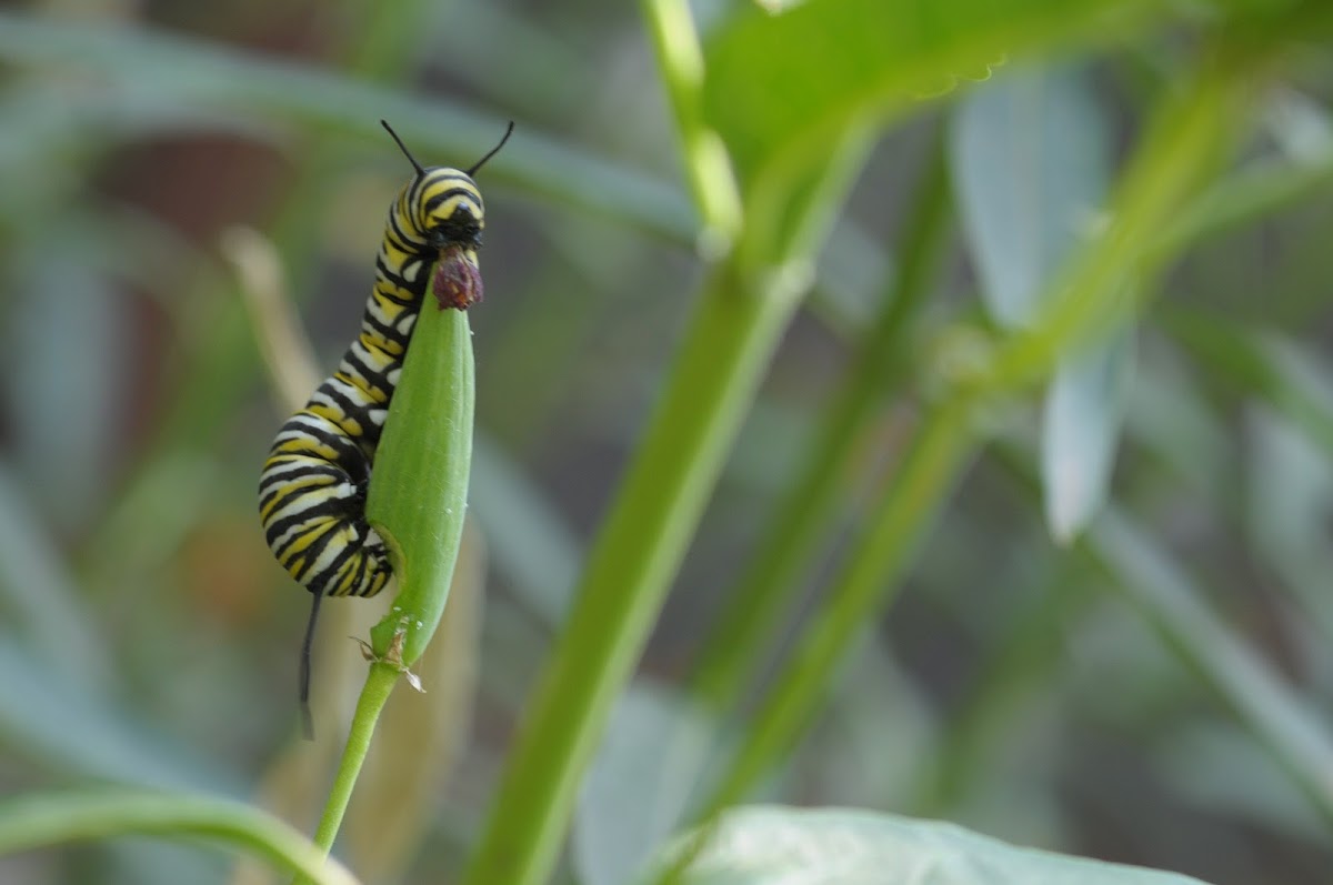 Monarch caterpillar