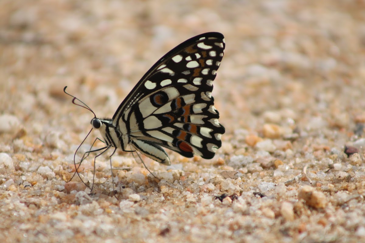 Lime Butterfly