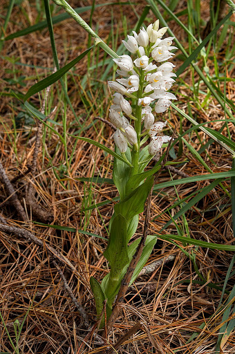 Cephalanthera longifolia