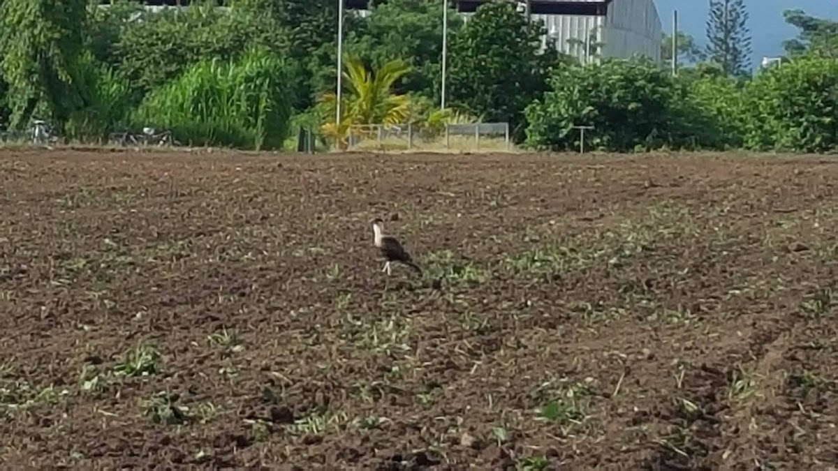 Caracara