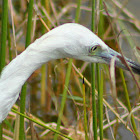 Little Blue Heron (immature)