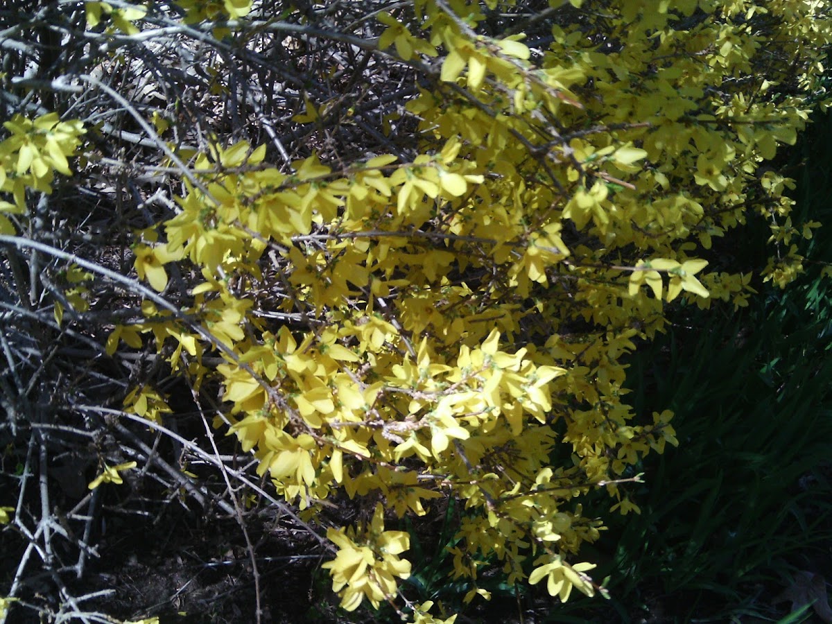 Ginkgo Tree