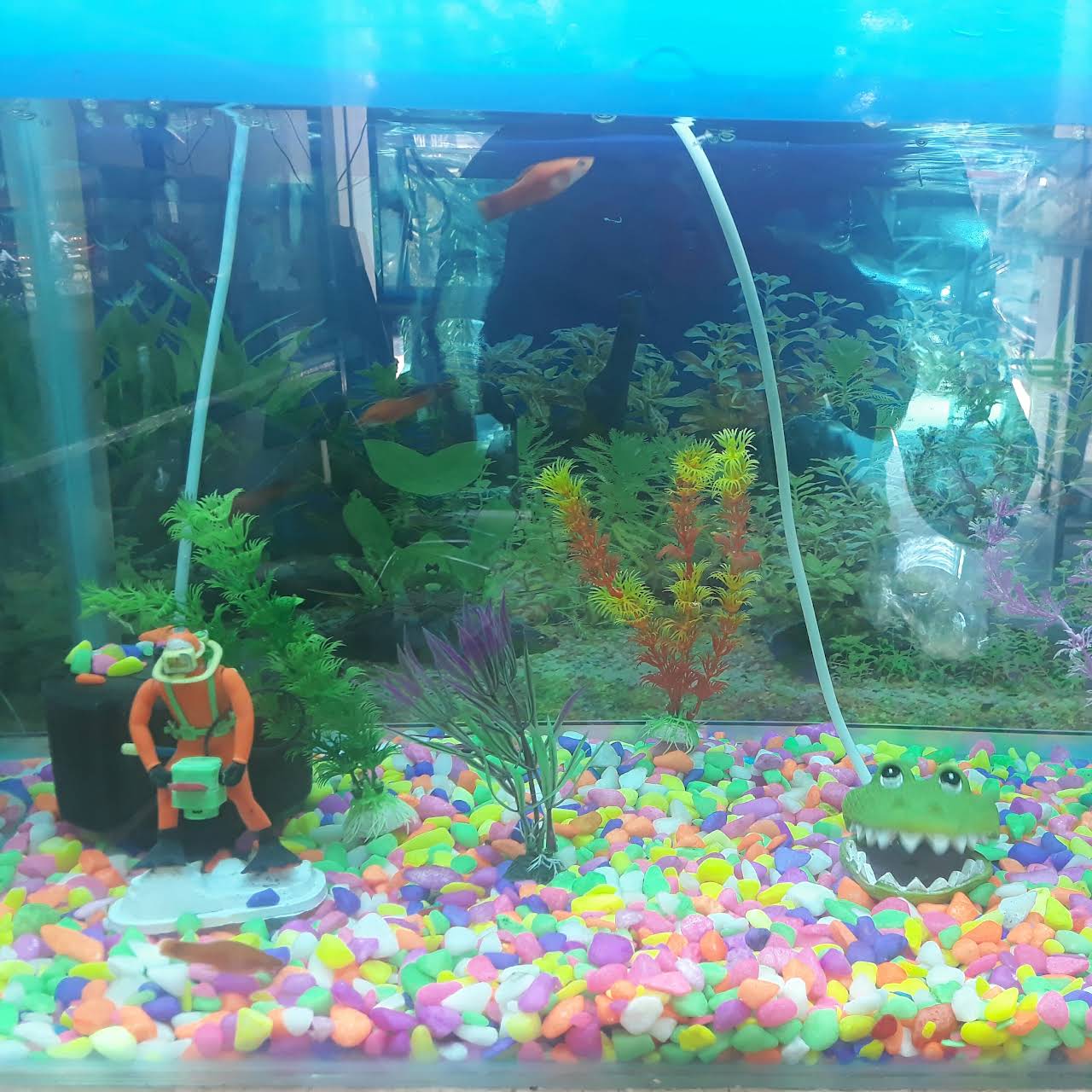 66 Aquarium Design Hyderabad Gratis Terbaik