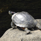 Red eared slider