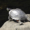 Red eared slider