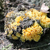 Ramaria Coral Fungi