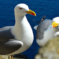 Chi ama di piu'? osservate lo sguardo! di 