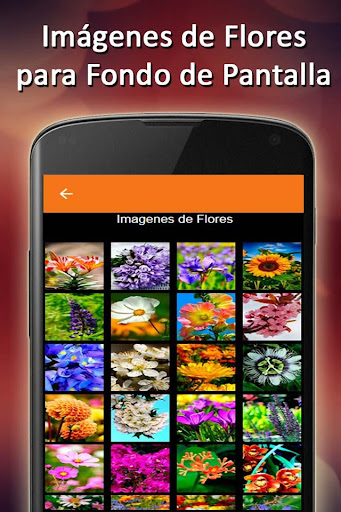 ✓[Updated] Rosas de Amor Con Frases bonitas Fondo de Pantalla for PC / Mac  / Windows 7,8,10 - Free Mod Download (2023)