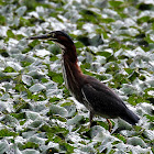 Green Heron