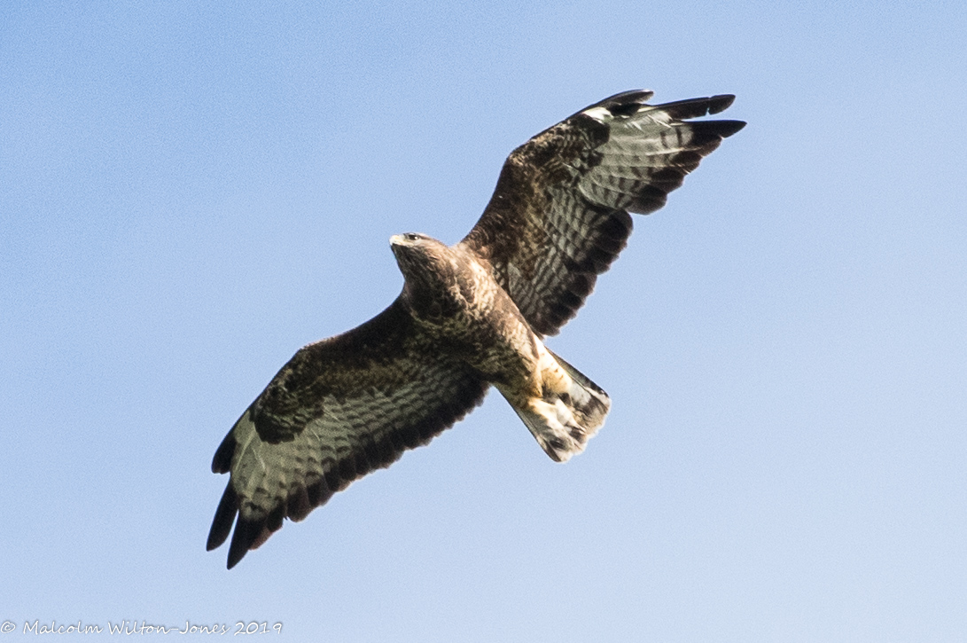 Buzzard