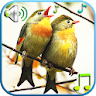 Birds Sounds & Ringtones icon