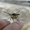 Hummingbird Moth