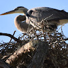 Great Blue Heron