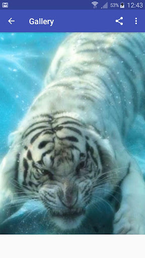 New Beautiful White Tiger Wallpapers