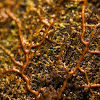 Plasmodial slime mold