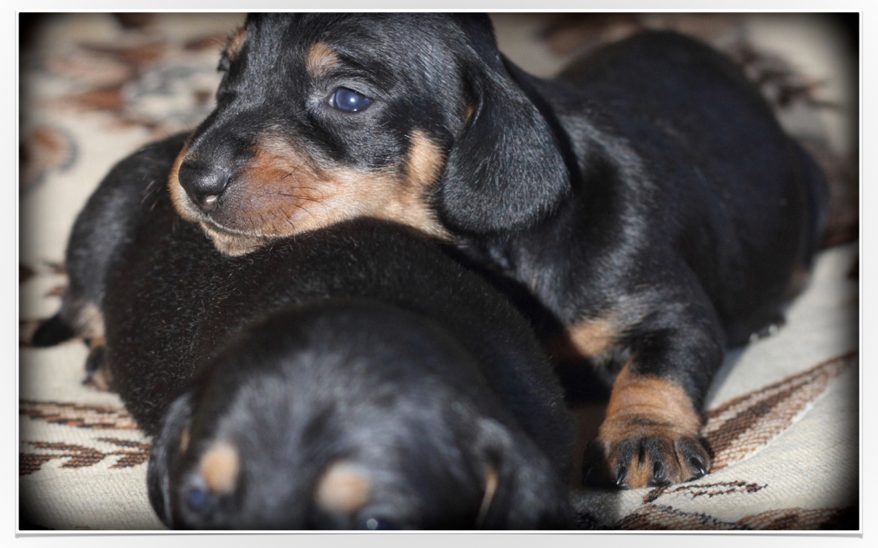 *NEW* Puppies HD Wallpapers New Tab Theme Preview image 6