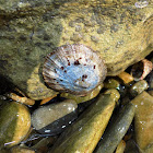 Mediterranean limpet