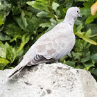 Collared Dove