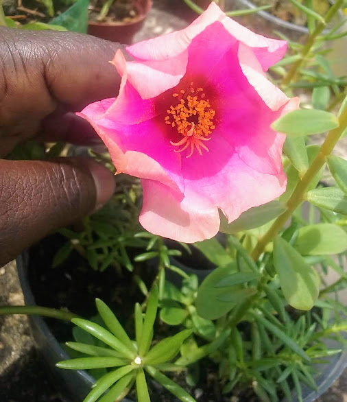 Onze-horas (Portulaca grandiflora - Samba) - uma flor que me surpreendeu com seu tamanho nunca antes visto. Simplesmente bela! 