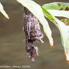 Sunbird nest