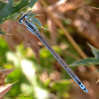 Damselfly ID?