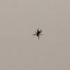 Black house spider