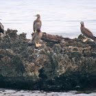 Brown Booby