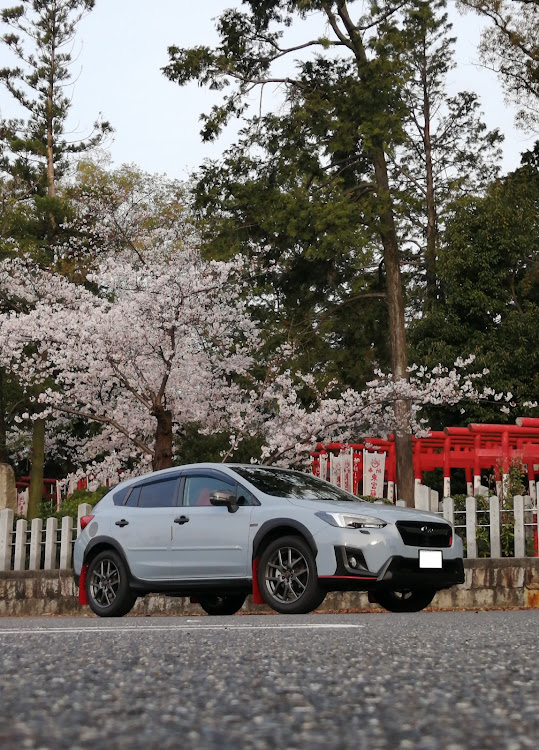 XVの写真好きの方と繋がりたい・桜コラボ🌸・お題提出・桜と鳥居に関するカスタム事例の投稿画像1枚目