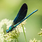 Beautiful Demoiselle