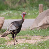 Rio Grande Wild Turkey