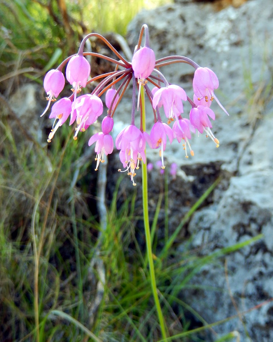 Nodding Onion