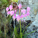 Nodding Onion