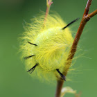 Cottonwood Dagger Moth