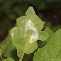 Web of a Leaf Roller Sac Spider