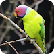 Download Parrot HD Wallpaper For PC Windows and Mac 1.03