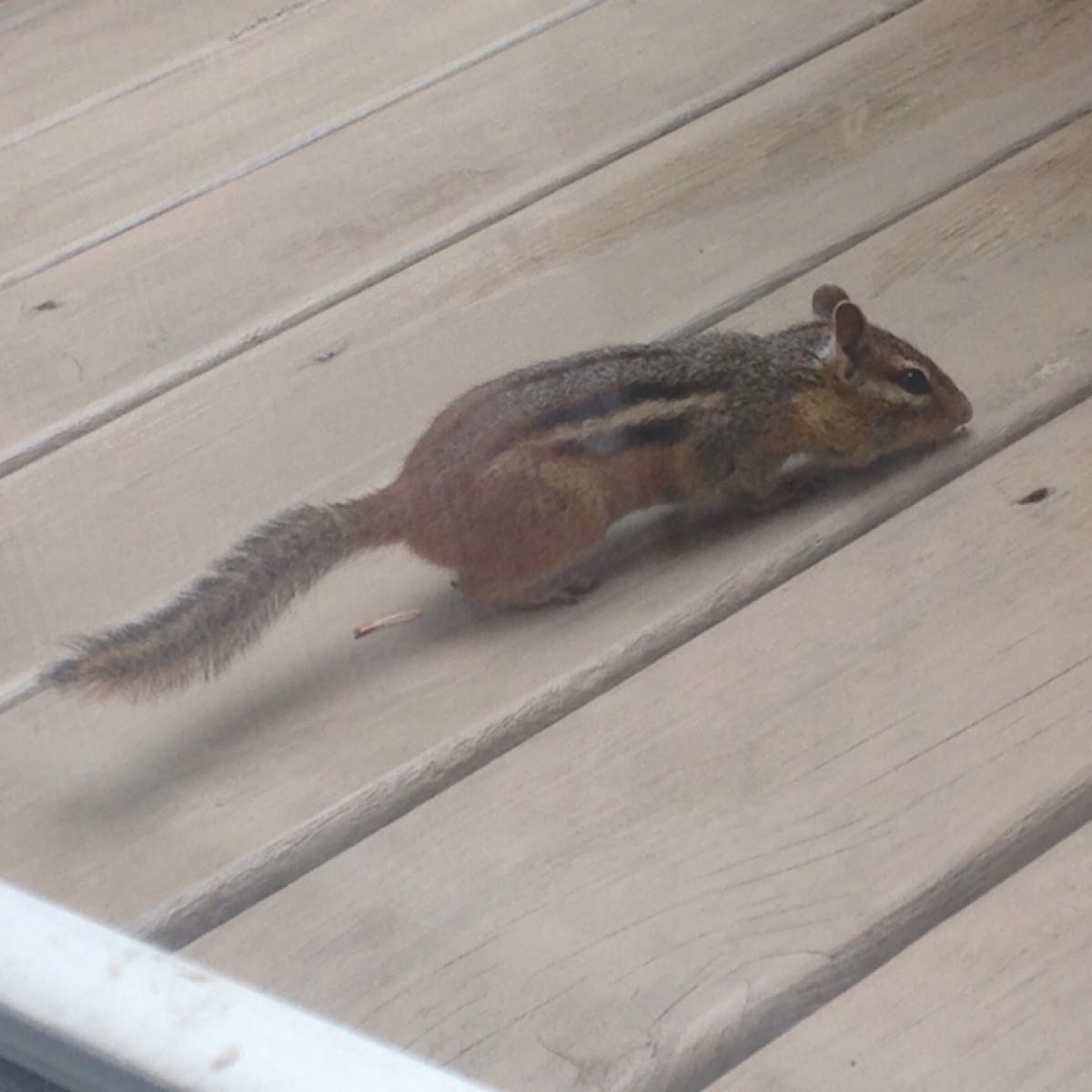 Eastern Chipmunk